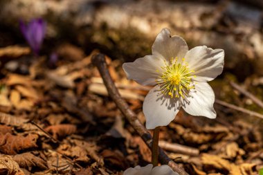 Ormanda büyüyen Helleborelar, makro
