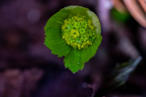 森の中で育つハッケティア植物 — ストック写真