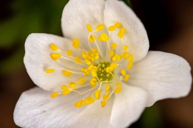 Isopyrum thalictroides ormandaki bitki, makro