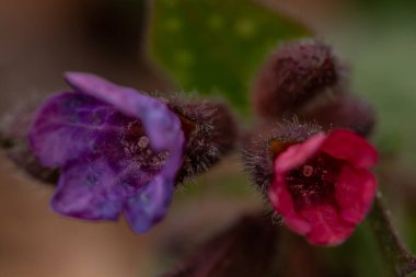 Pulmonaria australis bitkisi ormanda yetişiyor.
