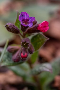 Pulmonaria australis ormandaki bitki, makro