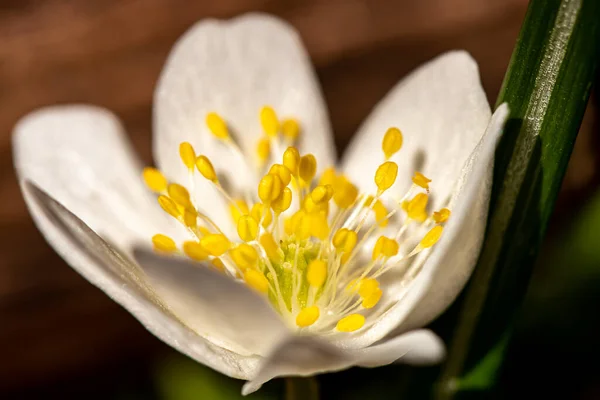 Isopyrum Thalictroides Pflanze Die Wald Wächst Makro — Stockfoto