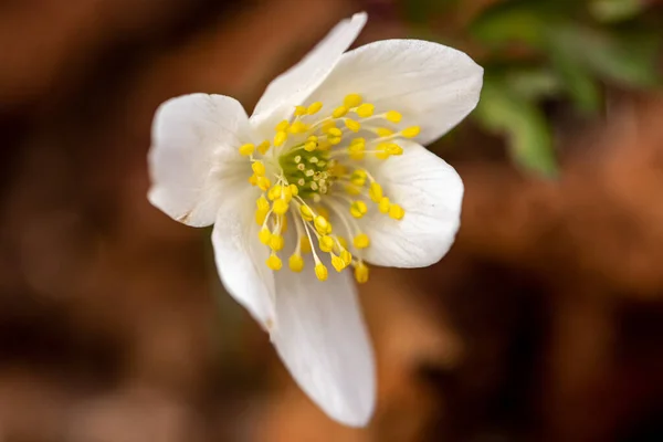 Isopyrum Thalictroides Pflanze Wächst Wald — Stockfoto