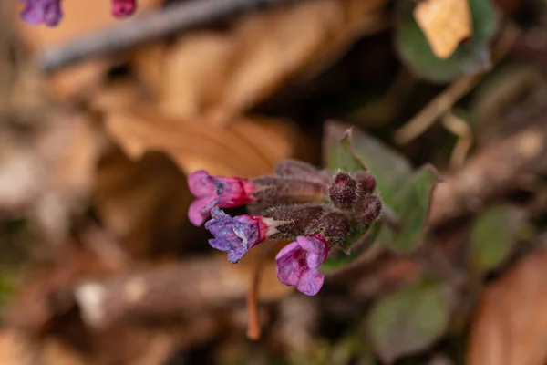 Pulmonaria Australis Ormandaki Bitki — Stok fotoğraf