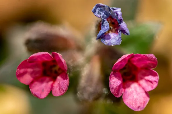 Pulmonaria Australis Bitkisi Ormanda Makroda Yetişiyor — Stok fotoğraf