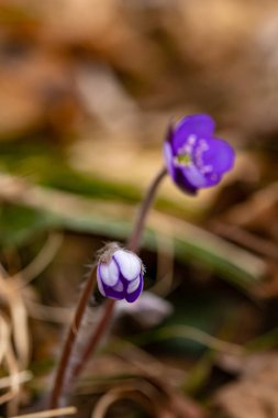 Ormanda Hepatica çiçekleri