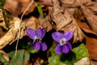 Ormandaki tüylü mor çiçek