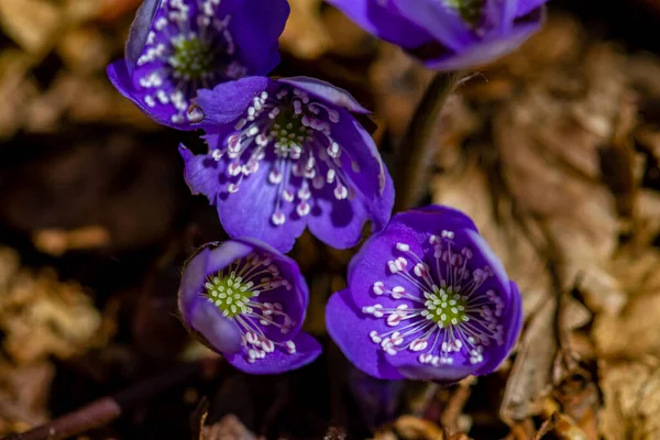 Hepatica Flower Forest Close — Stock Photo, Image