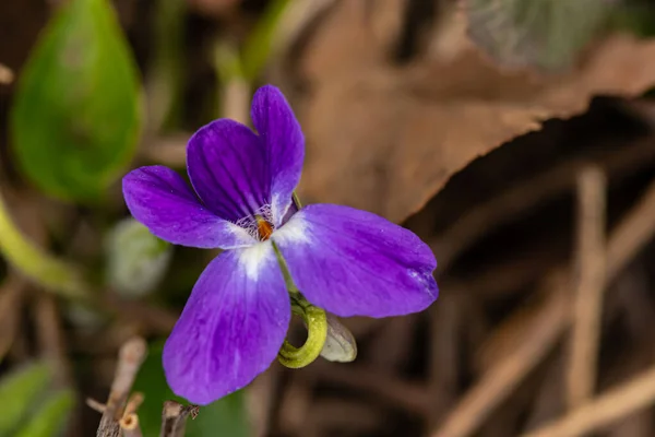 森の中で毛深い紫色の花を閉じます — ストック写真