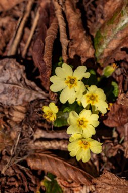 Ormanda bir demet çuha çiçeği
