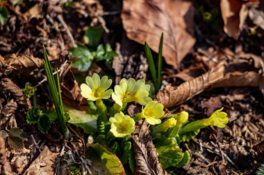 Ormanda yetişen güzel çiçekler