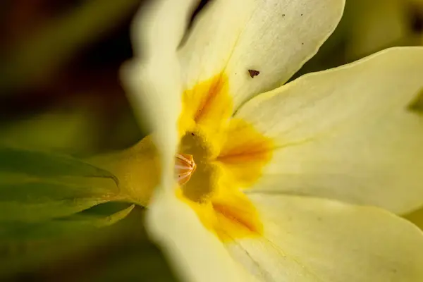 Primaveras Bosque Cerca — Foto de Stock