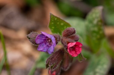Pulmonaria australis ormandaki bitki, makro