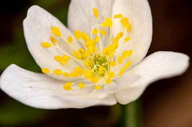 Isopyrum thalictroides bitkisi ormanda, makroda yetişiyor