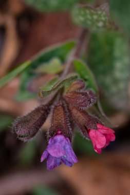 Pulmonaria australis bitkisi ormanda yetişiyor.