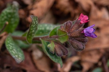 Pulmonaria australis ormandaki bitki