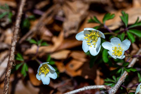 Isopyrum Thalictroides Plant Growing Forest Close — Stock Photo, Image