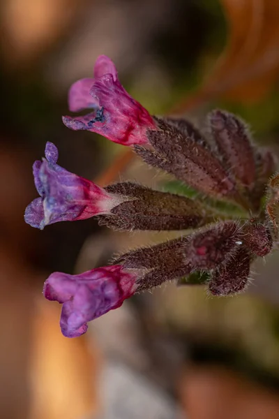 Roślina Pulmonaria Australis Rosnąca Lesie Makro — Zdjęcie stockowe