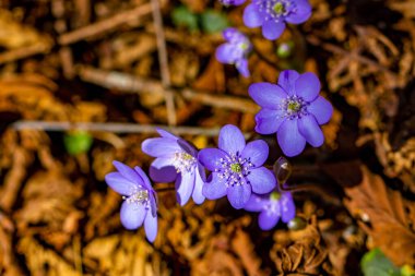 Ormanda Hepatica çiçekleri, makro