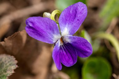 Ormanda Viola Hiro çiçeği