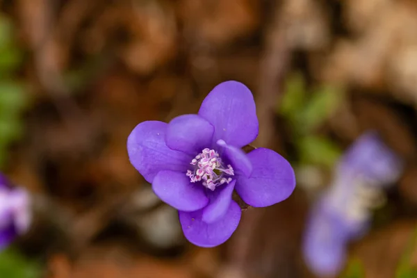 Hepatica Flowers Forest Close — Stock Photo, Image
