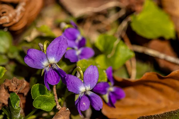 Hairy Violet Flower Forest Close — Stock Photo, Image