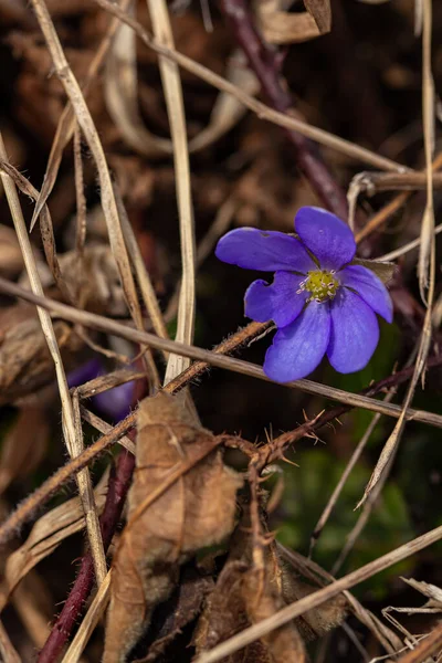 Hepatica Fleur Dans Forêt — Photo