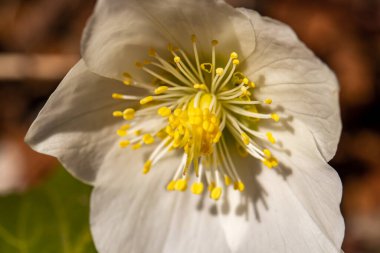 Ormanda büyüyen Helleborelar, makro