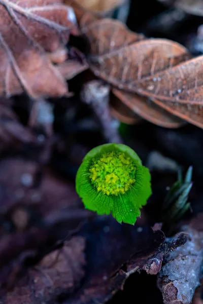 Hacquetia Epipactis Növény Erdőben Közelről — Stock Fotó