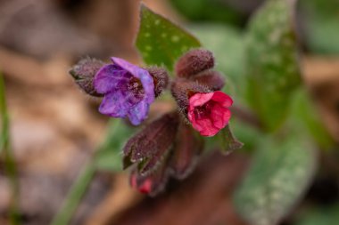 Pulmonaria australis bitkisi ormanda büyüyor.