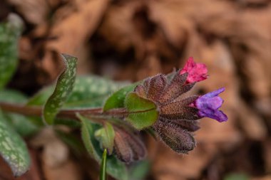 Pulmonaria australis ormandaki bitki