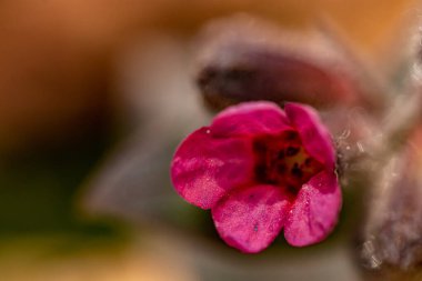 Pulmonaria australis bitkisi ormanda, makroda yetişiyor.