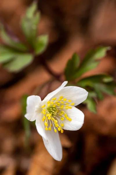 Isopyrum Thalictroides Planta Que Crece Bosque — Foto de Stock