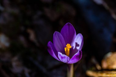 Ormandaki timsah bitkisi, kapat.