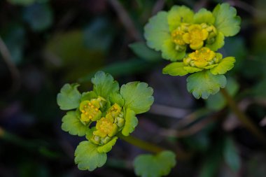 Krisosplenium alternifolium fabrikası, makro atış.