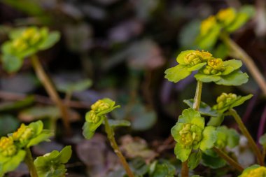 Krisosplenyum Alterniyolium fabrikası. Yakın çekim.