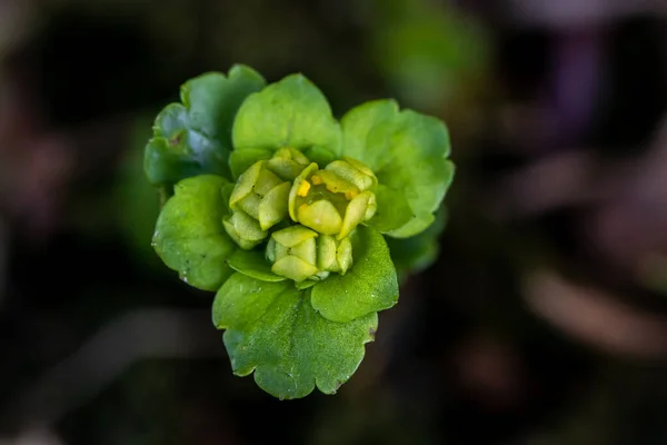 Chrysosplenium Alternifolium Planta Que Cresce Floresta Macro — Fotografia de Stock