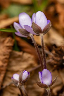 Ormanda Hepatica çiçekleri