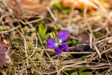 Ormanda Viola Hiro çiçeği