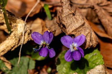 Ormanda Viola Hiro çiçeği, yakın çekim.