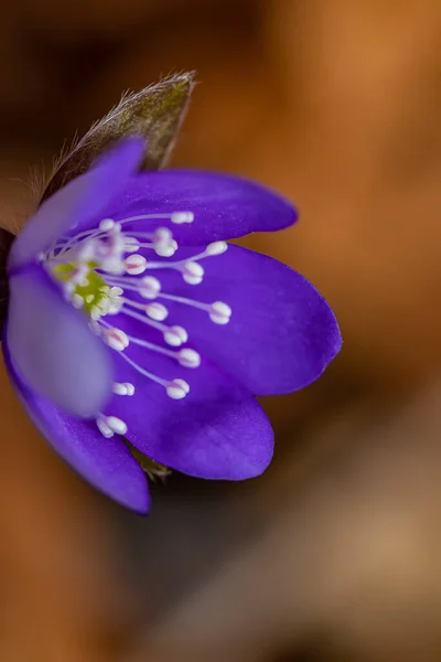 Hepatica Blüten Wald Makro — Stockfoto