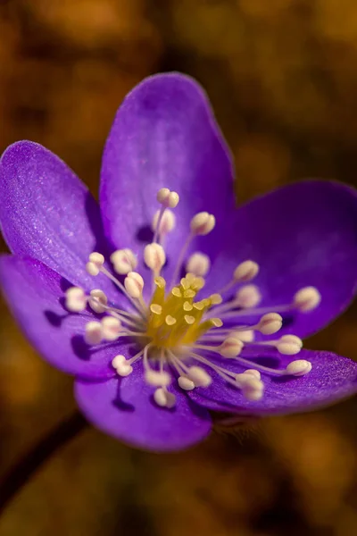 Hepatica Virág Erdőben — Stock Fotó