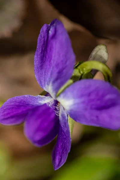 Flor Violeta Peluda Floresta — Fotografia de Stock