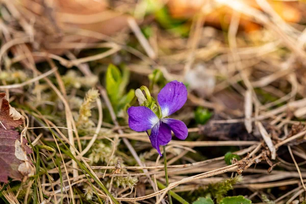 Ormanda Viola Hiro çiçeği