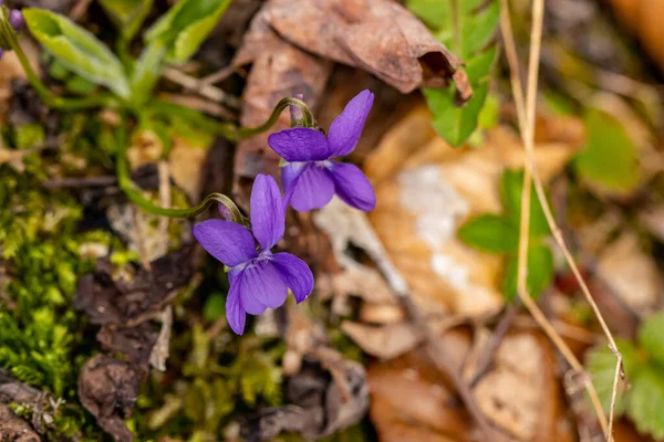 Flor Peluda Violeta Bosque Cerca — Foto de Stock