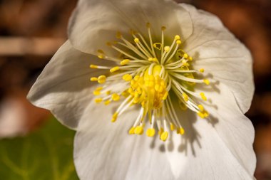 Hellebores fabrikası. Yakın çekim.