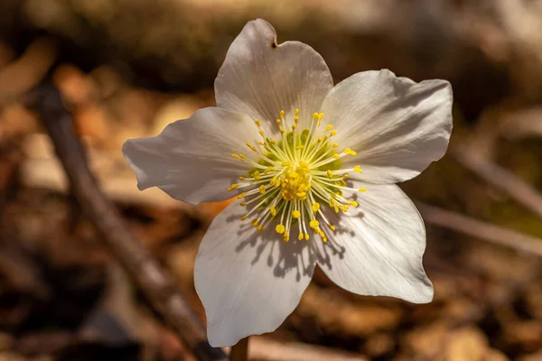 Hellebores Growing Forest Macro — Stock Photo, Image