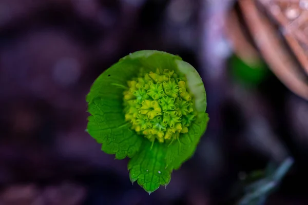 Hacquetia Rostlina Rostoucí Lese Makro — Stock fotografie