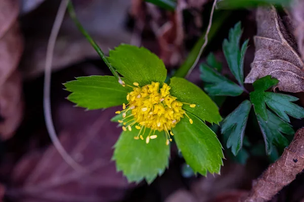 Растение Hacquetia Epipactis Растущее Лесу Закрывают — стоковое фото