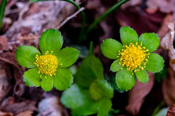 Hacquetia Epipactis Piante Che Crescono Nella Foresta — Foto Stock